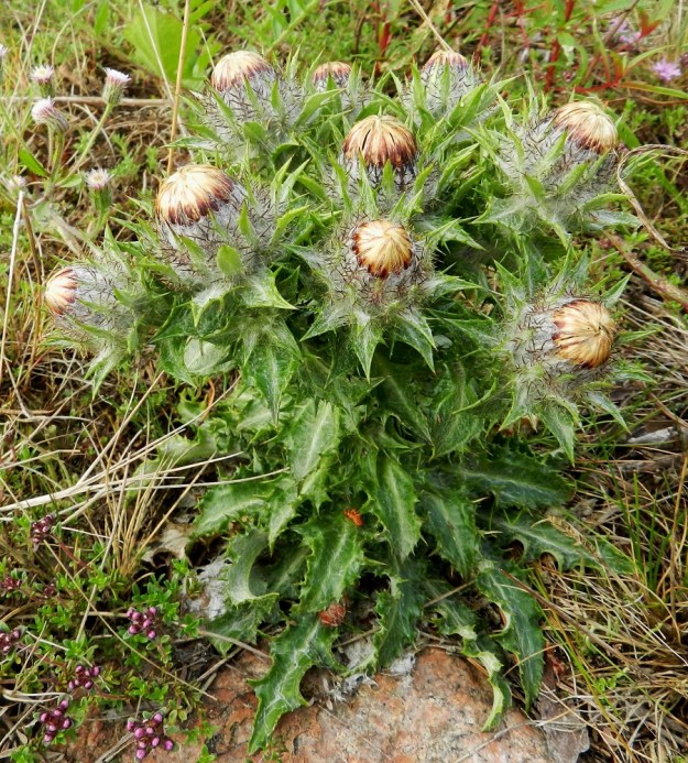 Carlina vulgaris - ketokurho voi toisinaan olla hyvin tanakka, monimykeröinen ja tiheästi piikkisten lehtien verhoama. Laitumilla karja jättää sen rauhaan eivätkä siihen koske muutkaan ruohoa syövät eläimet. Paksut ja jäykät lehdet eivät juuri houkuttele hyönteisiäkään. Ahvenanmaalla on kuitenkin yksi erittäin harvinainen pikkuperhonen, kurhomykerökoi, Metzneria aestivella, joka on täysin riippuvainen lajista. Se munii kurhon mykeröihin ja perhostoukat kuoriuduttuaan käyttävät niitä ravinnokseen. V, Kemiönsaari, Hiittisten saaristo, Örö, saaren keskiosan suuren, hiekkapohjaisen kanervanummi- ja ketoalueen länsilaita, 14.7.2012. Copyright Hannu Kämäräinen.