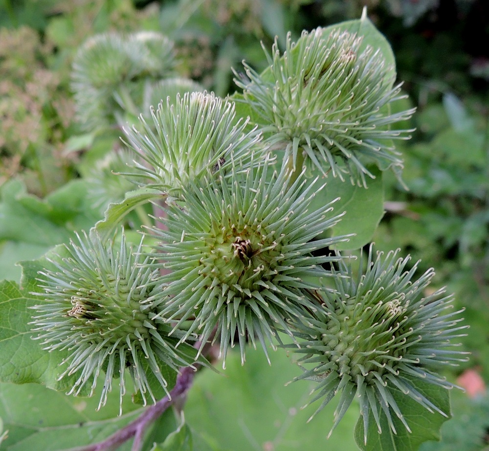 Arctium lappa - isotakiaisen kehtosuomut ovat kärkeä lukuun ottamatta tasaisen vihreät. Nuppuvaiheisista mykeröistä näkee hyvin, että kaikki suomut sisintä riviä myöten ovat koukkupäisiä. Seittitakiaisella, A. tomentosum, sisimmät suomut ovat suorakärkisiä. EH, Hämeenlinna, Loimalahti, Hirsimäki, omakotialue, Näsiäntien ja leikkipuiston sivuitse vievän kävelytien kulmaus, tienlaitaniitty, 24.7.2014. Copyright Hannu Kämäräinen.