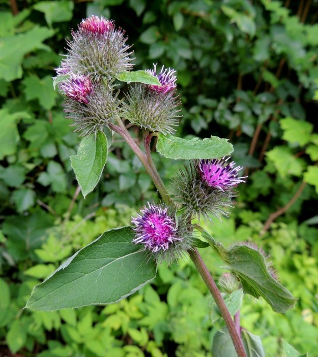 Arctium minus - pikkutakiaisen mykeröperä on yleensä noin 2-15 mm pitkä. Siinä on yksi tai usein kaksikin pientä, soikeaa tai suikeaa lehteä. EH, Iitti, Radansuu, Urajärven länsirannalla oleva Radansuun kartano, rantasaunan viereinen ruohikko, 1.8.2015. Copyright Hannu Kämäräinen.