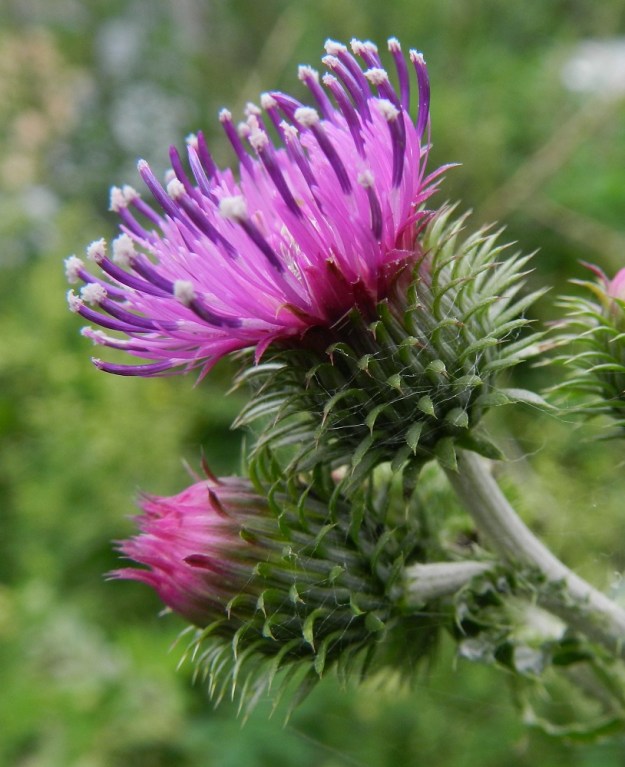 Carduus crispus - kyläkarhiaisen mykerö on täydessä koossaan yleensä noin 15-25 mm leveä ja noin 15-25 mm korkea. Kehtosuomut ympäröivät monikerroksisena ja siirottavana suojuksena kukintoa. Kehto on runsaammin tai niukemmin seittikarvainen. Kehtosuomut ovat jäykkiä, ulospäin kaartuvia, suikeita tai lähes tasasoukkia ja piikkikärkisiä. Ulommat suomut ovat tavallisesti noin 3-9 mm pitkiä ja vihreitä sekä sisimmät suomut noin 10-12 mm pitkiä ja kärkiosastaan punaisia tai punaruskeita. Suomujen leveys on noin 0,5-1 mm. EH, Hämeenlinna, Pullerinmäki, Mäkelä, teollisuusalue, Pietiläntien varren joutomaa-alue, 4.7.2011. Copyright Hannu Kämäräinen.