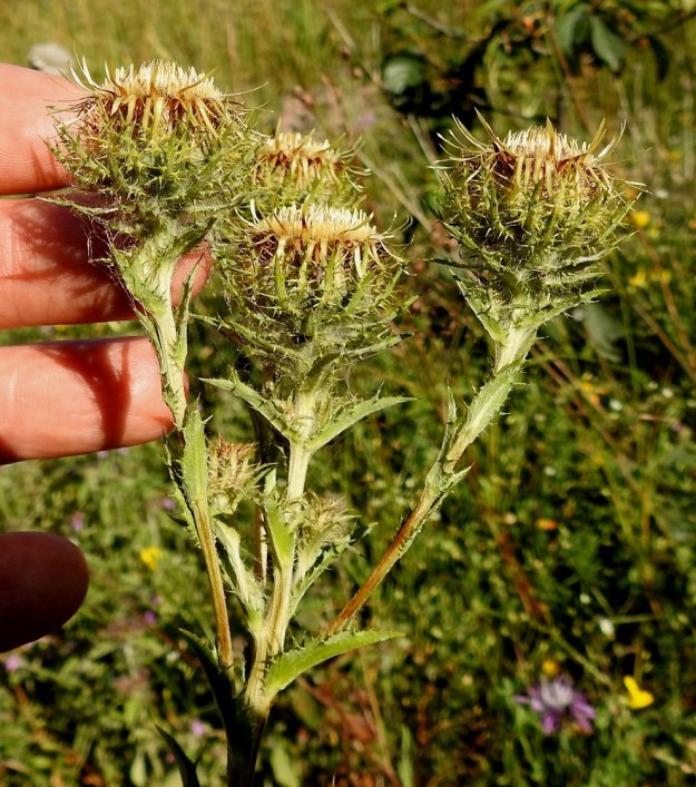 Carlina biebersteinii - idänkurhon mykerön kukinto-osaa suojaa monikerroksinen, ulommilta osiltaan siirottava ja piikikäs kehto, joka on täydessä koossaan yleensä noin 20-35 mm leveä ja noin 20-25 mm korkea. Kuvassa mittakaavana ovat sormet, joista keskisormi on 2 cm leveä. Ketokurholla täysikasvuinen kehto on tavallisesti noin 30-45 mm leveä. 23.7.2018. Copyright Hannu Kämäräinen.