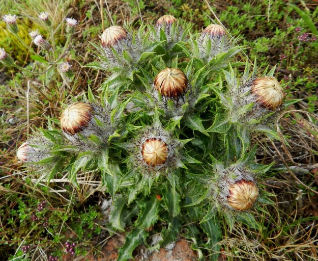 Carlina vulgaris - ketokurhon mykeröiden määrä yksilöissä vaihtelee yleensä yhdestä kymmeneen. Harvoin mykeröitä voi olla enemmänkin, jopa yli 20. Kuvan yksilössä mykeröitä on yhdeksän. V, Kemiönsaari, Hiittisten saaristo, Örö, saaren keskiosan suuren, hiekkapohjaisen kanervanummi- ja ketoalueen länsilaita, 14.7.2012. Copyright Hannu Kämäräinen.