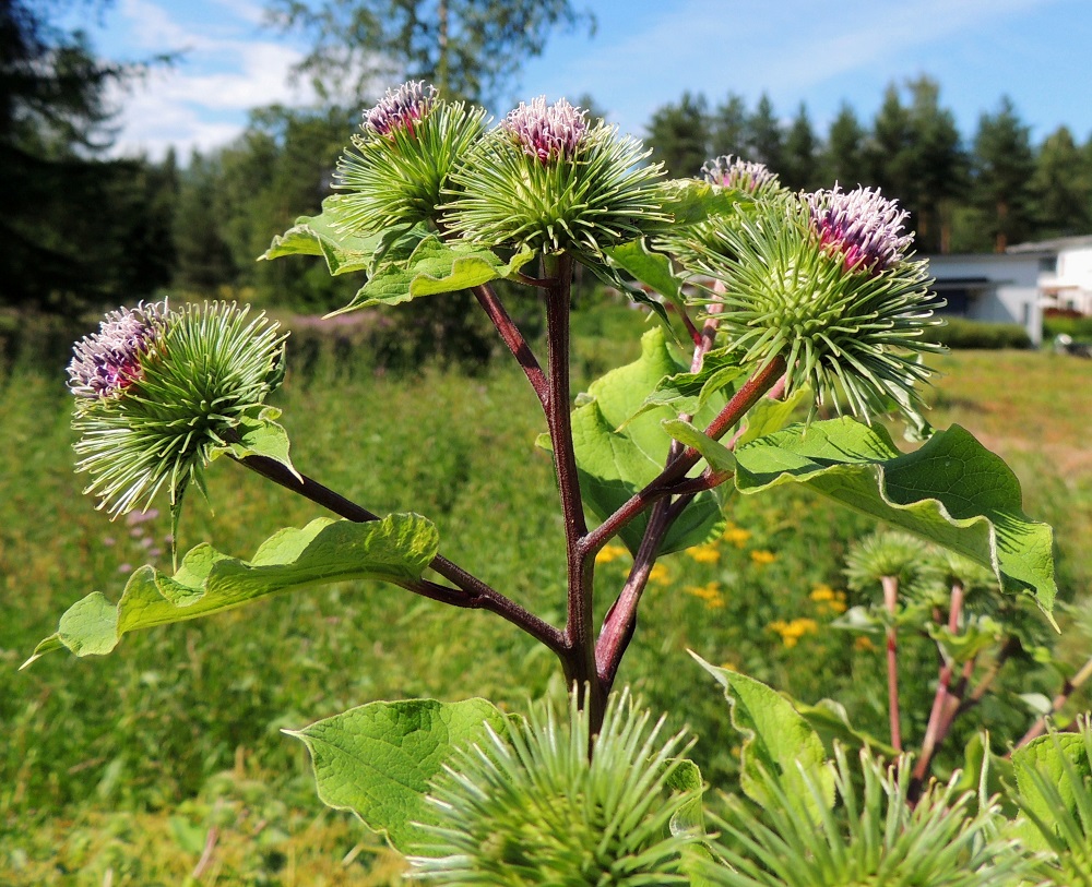 Arctium lappa - isotakiaisen kukintoa suojaava, siirottavista kehtosuomuista muodostunut kehto on täyden kukinnan vaiheessa tavallisesti noin 35-40 mm leveä ja noin 20-25 mm korkea. Mykeröperä on yleensä noin 1-7 cm pitkä. Siinä on yksi tai usein kaksikin pientä, varsilehden kaltaista lehteä. EH, Hämeenlinna, Kankaantausta, Rapamäen länsipuoli, kohti harjua nousevan Päivämäentien viereinen niitty, 21.7.2014. Copyright Hannu Kämäräinen.