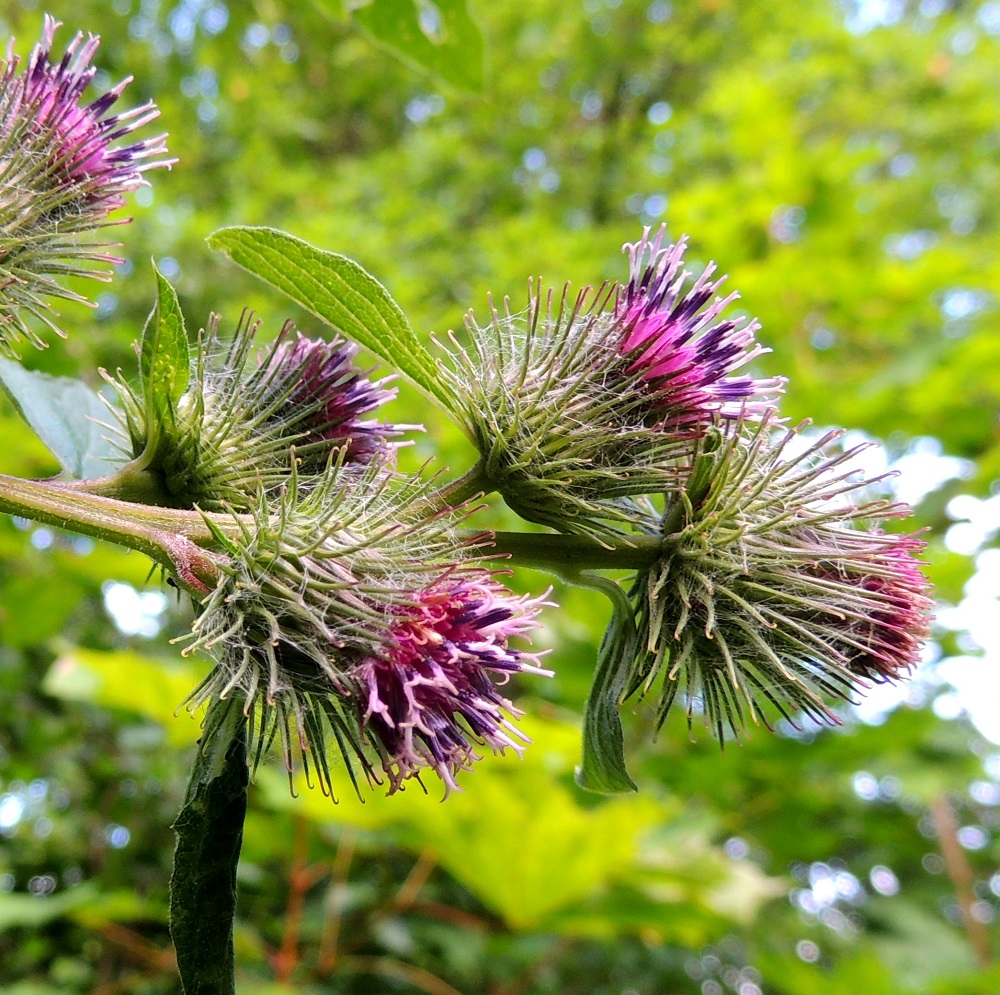 Arctium minus - pikkutakiaisen mykerökehto on täydessä koossaan yleensä noin 15-25 mm leveä ja noin 15-20 mm korkea. Kehto on enemmän tai vähemmän seittikarvainen. EH, Iitti, Radansuu, Urajärven länsirannalla oleva Radansuun kartano, rantasaunan viereinen ruohikko, 1.8.2015. Copyright Hannu Kämäräinen.