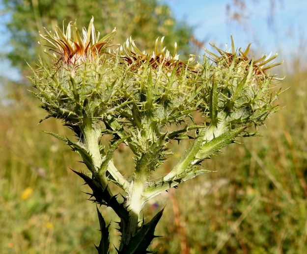 Carlina biebersteinii - idänkurhon mykeröhaarat tai -perät ovat lehtihankaiset, lehdekkäät ja varren tavoin seittikarvaiset sekä tavallisesti noin 3-7 cm pitkät. Mykerön alla on kaulusmaisesti siirottaen varsilehtimäisiä, laita- ja kärkipiikkisiä ulkosuomuja. 23.7.2018. Copyright Hannu Kämäräinen.