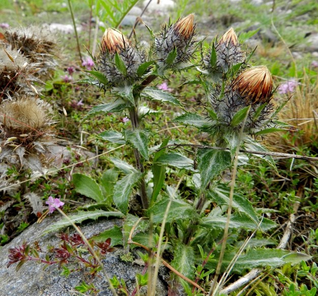 Carlina vulgaris - ketokurhon ruusukelehdet ja varren aluslehdet ovat maanmyötäiset, suikeat tai kapeansoikeat, suippo- ja teräväkärkiset sekä ruodilliset. Pituutta niillä on siipipalteisine ruotineen yleensä noin 7-12 cm ja leveyttä leveimmältä kohtaa noin 1-1,5 cm. Varsilehdet ovat kierteisesti. Ne ovat ruodittomat tai hieman sepivät, kapeansoikeat tai -puikeat ja teräväkärkiset sekä tavallisesti noin 3-7 cm pitkät ja leveimmältä kohtaa noin 1-1,5 cm leveät. V, Kemiönsaari, Hiittisten saaristo, Örö, saaren keskiosan suuren, hiekkapohjaisen kanervanummi- ja ketoalueen länsilaita, 14.7.2012. Copyright Hannu Kämäräinen.