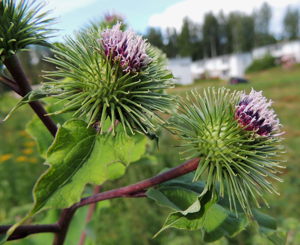 Arctium lappa - isotakiaisen kehtosuomut ovat jäykkiä, hyvin kapean kolmiomaisia ja pitkäsuippuisen teräväkärkisiä sekä tavallisesti noin 10-17 mm pitkiä ja tyveltään noin 1-1,5 mm leveitä. Sisemmät niistä ovat ulompia pitempiä mutta eivät juurikaan leveämpiä. Mykerössä on yleensä noin 50 kukkaa. Niiden teriö nousee vain hieman kehtoa korkeammalle. EH, Hämeenlinna, Kankaantausta, Rapamäen länsipuoli, kohti harjua nousevan Päivämäentien viereinen niitty, 21.7.2014. Copyright Hannu Kämäräinen.