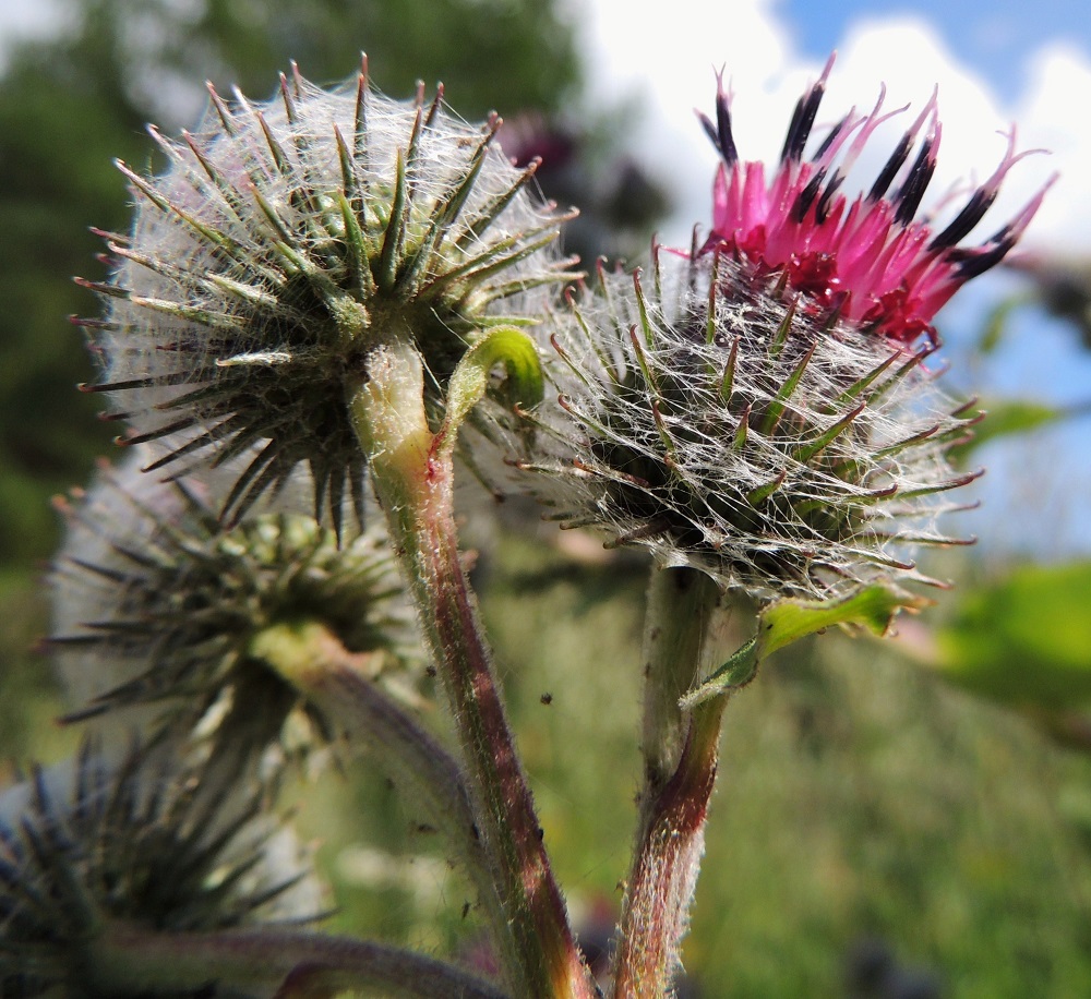 Arctium tomentosum - seittitakiaisen mykerön uloimman kerroksen muodostavat pienet, kapeat ylälehdet eli kehtosuomut, jotka ympäröivät monikerroksisena, siirottavana ja pallomaisena suojuksena eli kehtona varsinaista kukintoa. Kehtosuomut ovat jäykkiä, hyvin kapean kolmiomaisia ja pitkäsuippuisen teräväkärkisiä sekä tavallisesti noin 6-15 mm pitkiä. Ne ovat kärjestään punaruskeita ja sisintä suomuriviä lukuun ottamatta koukkukärkisiä. Mykeröperä on kauttaaltaan lyhytkarvainen, vanukekarvainen ja nystyinen. EH, Hämeenlinna, Kankaantausta, Rapamäen länsipuoli, kohti harjua nousevan Päivämäentien laitaniitty, 21.7.2014. Copyright Hannu Kämäräinen.