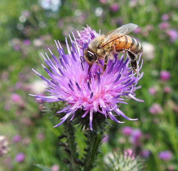 Carduus crispus - kyläkarhiaisen emin vartalon tyvellä on mesiäinen. Kukissa vieraileekin paljon mesipistiäisiä ja perhosia, jotka mettä kerätessään samalla pölyttävät niitä. Kuvan tarhamehiläisen, Apis mellifera, karvoissa onkin jo siitepölyä kulkeutumassa kukasta kukkaan. Kyläkarhiaisen teriöt eivät aina ole punaiset. Toisinaan niiden väri on enemmän vaaleanpunainen tai vaalean sinipunainen. EH, Hämeenlinna, Vuorentaka, Vuorentaan hautausmaan kompostointialue, 23.7.2019. Copyright Hannu Kämäräinen.