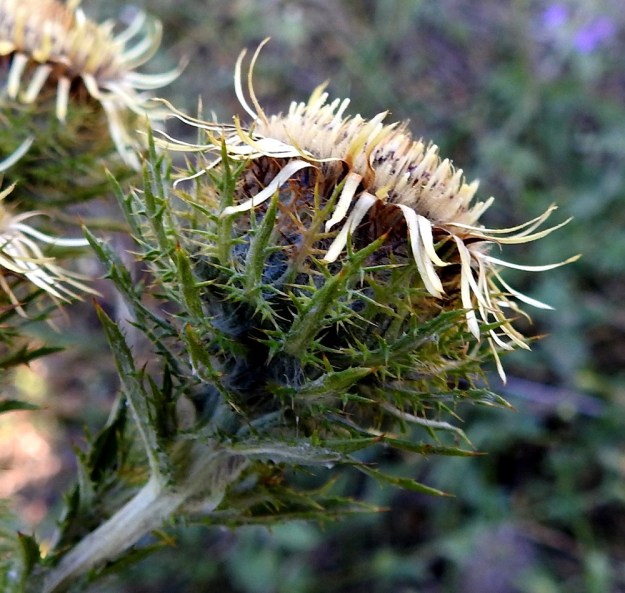 Carlina biebersteinii - idänkurhon mykerön uloimmat kehtosuomut ovat lehtimäisiä, vihreitä, yläviistoon siirottavia ja piikkilaitaisia. Niiden pinta on seitti- tai vanukemaisesti karvainen. Ne ovat yleensä noin 8-13 mm pitkiä. Seuraava kehtosuomukerros on tiivis, pysty ja tiheästi seittikarvan ympäröimä. Sen yksittäiset suomut ovat ruskeat tai punaruskeat, siirottavasti pitkäpiikkiset ja piikkikärkiset sekä tavallisesti noin 2-12 mm pitkät Sisimmät, noin 2-3 kerroksen kehtosuomut ovat piikittömät, tasasoukat, teräväkärkiset ja enimmillään yleensä noin 15 mm pitkät. 23.7.2018. Copyright Hannu Kämäräinen.
