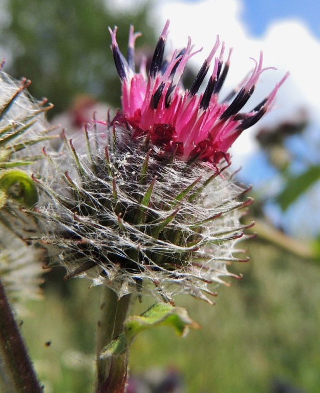 Arctium tomentosum - seittitakiaisen mykerökehto on täydessä kukintavaiheessa yleensä noin 25-30 mm leveä ja noin 15-20 mm korkea. Teriö nousee selvästi kehtoa korkeammalle. EH, Hämeenlinna, Kankaantausta, Rapamäen länsipuoli, kohti harjua nousevan Päivämäentien laitaniitty, 21.7.2014. Copyright Hannu Kämäräinen.