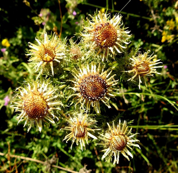 Carlina biebersteinii - idänkurhot ovat ainakin Suomessa yleensä vähämykeröisiä. Erityisesti ravinteisemmilla paikoilla mykeröitä voi kehittyä enemmänkin. Kuvan yksilöllä kukkivia mykeröitä on seitsemän ja ainakin yksi nuppu on vielä kehittymässä. 23.7.2018. Copyright Hannu Kämäräinen.