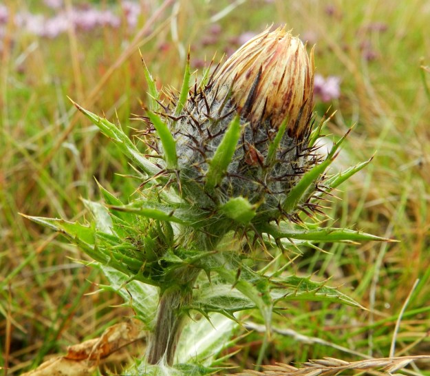 Carlina vulgaris - ketokurhon mykerökehdon ulompien, lehtimäisten suomujen sisäpuolella on tiivis, pysty ja tiheästi seittikarvan ympäröimä kehtosuomukerros. Sen yksittäiset suomut ovat suikeat, ruskeat tai punaruskeat, siirottavasti pitkäpiikkiset ja piikkikärkiset sekä tavallisesti noin 10-15 mm pitkät ja noin 2 mm leveät. Sisimmät, noin 2-3 kerroksen kehtosuomut ovat piikittömät, tasasoukat, teräväkärkiset ja alempaa punaruskeat tai sinipunaiset sekä yläosastaan valtaosin kellertävät. Pituutta niillä on yleensä noin 20 mm ja leveyttä noin 1 mm. Kurhon varsi on usein seittikarvan peittämä. V, Kemiönsaari, Hiittisten saaristo, Örö, saaren keskiosan suuren, hiekkapohjaisen kanervanummi- ja ketoalueen länsilaita, 14.7.2012. Copyright Hannu Kämäräinen.