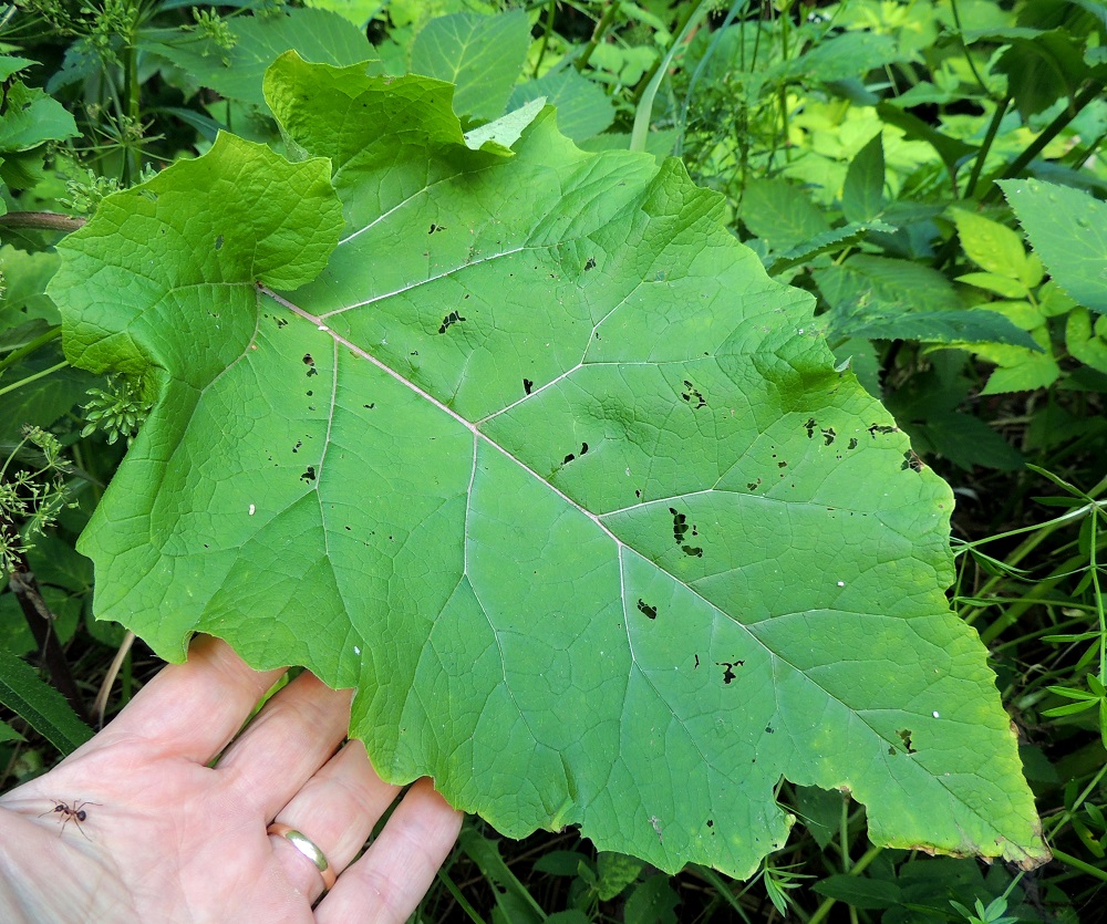 Arctium minus - pikkutakiaisen ruusuke- ja aluslehtien lapa on ohuehko, yleensä kolmiomaisen puikea, syvään herttatyvinen ja kärkeä kohti suippeneva sekä kärjestään leveän suippo. Lehtilaita on poimuinen, usein hyvin iso- ja leveähampainen tai aaltoreunainen. Hampaiden kärjessä on lyhyt ota. Yläpinta on vihreä, ja yleensä niukkakarvainen. EH, Iitti, Radansuu, Urajärven länsirannalla oleva Radansuun kartano, rantasaunan viereinen ruohikko, 1.8.2015. Copyright Hannu Kämäräinen.