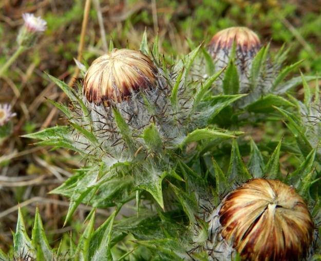 Carlina vulgaris - ketokurhon mykerökehdon sisimpien kehtosuomujen kärkiosa on joustava ja liikkuva. Kukintavaiheessa ne kääntyvät sivulle aurinkoisella ilmalla, mutta muulloin ovat tavallisesti painuneet suojaksi mykerön kukkien päälle. Kehto on täydessä koossaan yleensä noin 30-45 mm leveä ja noin 25-30 mm korkea. V, Kemiönsaari, Hiittisten saaristo, Örö, saaren keskiosan suuren, hiekkapohjaisen kanervanummi- ja ketoalueen länsilaita, 14.7.2012. Copyright Hannu Kämäräinen.