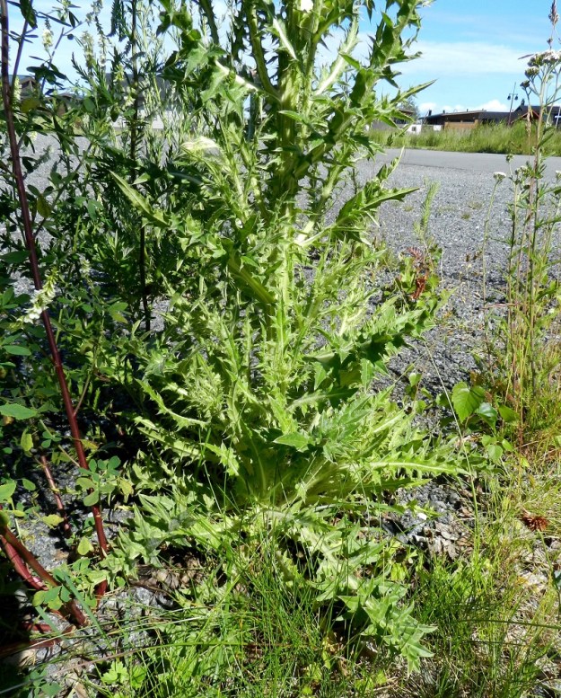 Carduus nutans - nuokkukarhiainen on kaksivuotinen laji. Ensimmäisenä vuotena kasvaa vain lehtiruusuke ja toisena vuotena kukkavarsi. Kukkavarren tyvellä on aluslehtiä, jotka varsinkin peitteisemmässä kasvupaikassa lakastuvat jo kukintavaiheessa. Pituutta ruusuke- ja aluslehdillä on yleensä noin 15-30 cm ja leveyttä leveimmältä kohtaa piikkipäisine liuskoineen noin 5-10 cm. Varsilehdet ovat kierteisesti. St, Pori, Reposaari, koillisranta, entisen satama-alueen vanha painolastikenttä, 18.7.2012. Copyright Hannu Kämäräinen.