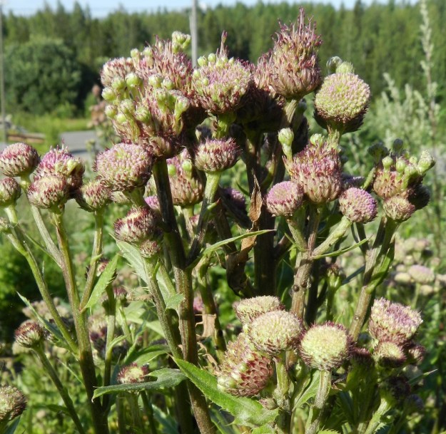 Cirsium arvense - pelto-ohdakkeella ( ainakin rikkapelto-ohdakkeella var. arvense, jota kuva esittää) esiintyy fytoplasmojen eli bakteerien kaltaisten taudinaiheuttajien infektoimia kasvustoja. Tauti aiheuttaa hyvin erikoisennäköisiä kasvuhäiriöitä mykeröihin. Mykeröistä voi kuvan tavoin nousta uusia, varrellisia ja pieniä sekä epämuodostuneita mykeröitä tai kaikki kukat muuttuvat suomumaisiksi tai lehtimäisiksi kasvannaisiksi. EH, Valkeakoski, Lumikorpi, entinen, peitetty kaatopaikka-alue, nykyinen jäteasema, täyttömaa-alueen hiekkarinne, jossa kasvuhäiriöisenä noin 3 m x 3 m:n alalla, 28.7.2012. Copyright Hannu Kämäräinen.