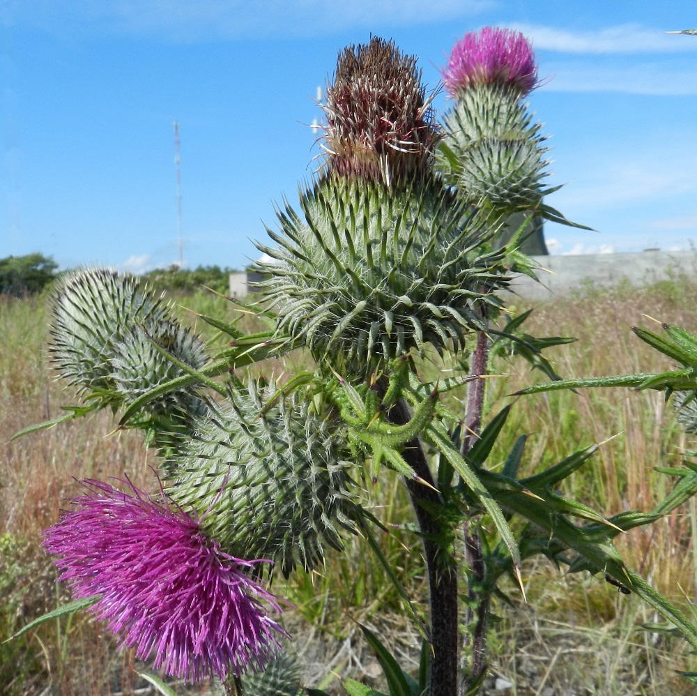 Cirsium vulgare - piikkiohdakkeen mykerökukinto painuu kukinnan jälkeen yleensä tiiviiseen kasaan kehdon pysyessä edelleen pallomaisessa ryhdissään varmistaen pähkylöiden häiriöttömän kehityksen. Ohdakeyksilöiden kukintakausi on pitkä. Samaan aikaan, kun ensimmäiset mykeröt ovat hedelmävaiheessa, haaroihin kehittyy edelleen uusia mykerönuppuja. V, Kemiönsaari, Hiittisten saaristo, Örö, saaren kaakkoisosa, Holmenin tykkipatterikallio, 14.7.2012. Copyright Hannu Kämäräinen.