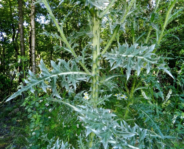 Carduus nutans - nuokkukarhiaisen varsi on särmikäs ja särmistään siipipalteinen. Siipipalteet ovat epäsäännöllisen liuskaiset ja hampaiset sekä piikkiset. Lehdet ovat parijakoiset tai pariosaiset. Liuskapareja on yleensä 6-10. Ne ovat kapeahkot, toistamiseen epäsäännöllisen liuskaiset ja hampaiset sekä piikkiset. St, Pori, Reposaari, eteläpää, Kalasatama, satamaan vievän Satamapolun laita rantametsikön reunassa, 19.7.2012. Copyright Hannu Kämäräinen.
