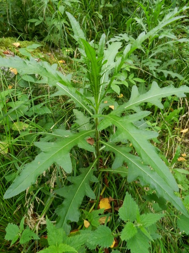 Cirsium arvense var. arvense - pelto-ohdakkeen var. rikkapelto-ohdakkeen alimmat lehdet ovat ruodittomat tai siipipalteisesti lyhytruotiset. Muut lehdet ovat ruodittomat ja usein hieman sepivät. Varsilehdet ovat ominaisuuksiltaan hyvin vaihtelevat. Usein ne ovat aika säännöllisen tai epäsäännöllisen pariliuskaisia ja sileitä. Varsilehdet ovat tavallisesti noin 5-13 cm pitkät ja liuskaiset lehdet leveimmältä kohtaa noin 2-5 cm leveät. EH, Hämeenlinna, Majalahti, Hirsimäki, Näsiäntien ja maakaasulinjan välinen metsä, metsäkoneen vanha ajoura, 16.8.2011. Copyright Hannu Kämäräinen.