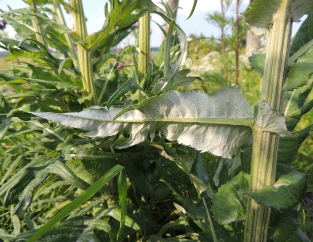 Cirsium heterophyllum - huopaohdakkeen varsilehtien liuskaisuus vähenee vartta ylöspäin mentäessä ja loppuu latvaosassa kokonaan. Kaikkien lehtien laidat ovat pienihampaiset. Hampaat päättyvät hentoon, noin 1-2 mm pitkään piikkiin. Lehden yläpinta on vihreä ja kaljuuntuva sekä alapinta peittävästi huopakarvainen ja vaaleanharmaa. EH, Hämeenlinna, Vuorentaka, laaja peltoaukea, Hämeen Härkätien laita, 26.6.2013. Copyright Hannu Kämäräinen.