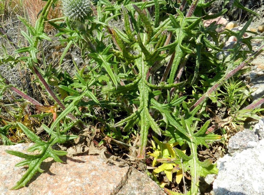 Cirsium vulgare - piikkiohdakkeen varren ja haarojen lehdet ovat pariliuskaiset. Sivuliuskat ovat edelleen parihalkoiset ja osa uloimmista liuskoista kaartuu yleensä ylöspäin tehden lehtien vahvapiikkisyydestä torjuvan kolmiulotteista. Lehden kärkiosa on pitkä, kapea ja piikkipäinen. Pituutta varren ja haarojen lehdillä on yleensä noin 5-15 cm. V, Kemiönsaari, Hiittisten saaristo, Örö, saaren kaakkoisosa, Holmenin tykkipatterikallio, 14.7.2012. Copyright Hannu Kämäräinen.