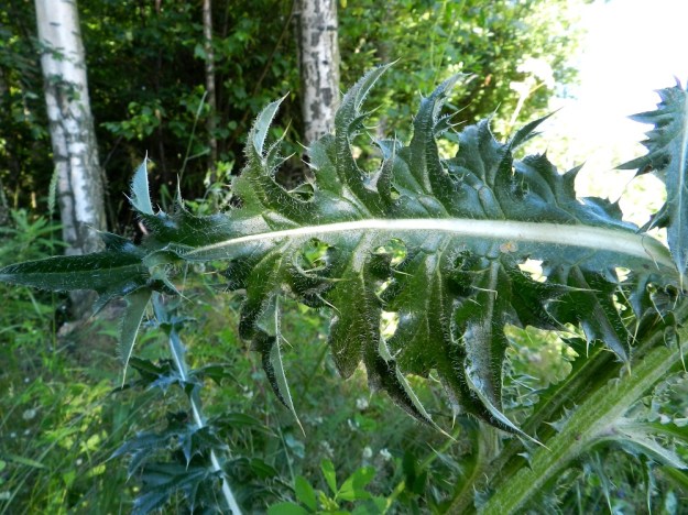 Carduus nutans - nuokkukarhiaisen lehden liuskat ja hampaat kapenevat pitkäsuippuisen teräviksi ja muuttuvat enintään noin 10 mm pitkäksi, keltaiseksi kärkipiikiksi ilman selvää rajaa. Varsi on seittikarvainen ja sen siipipalteiden piikit ovat samanlaiset kuin lehdissä. Lehden yläpinta on usein aika tiheästikin hapsikarvainen. St, Pori, Reposaari, eteläpää, Kalasatama, satamaan vievän Satamapolun laita rantametsikön reunassa, 19.7.2012. Copyright Hannu Kämäräinen.