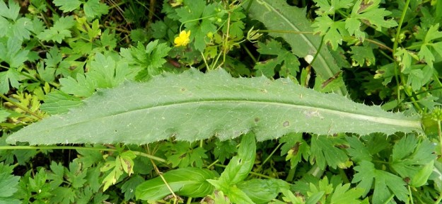 Cirsium arvense var. arvense - pelto-ohdakkeen var. rikkapelto-ohdakkeen varsilehdet, varsinkin alimmat niistä, ovat aika usein myös ehyehköt ja eri tavoin hammaslaitaiset. Lehtien laidat liuskoineen ja hampaineen ovat hennohkopiikkiset. Piikkien pituus on enimmillään tavallisesti noin 2-3 mm. Lehtien yläpinta on kaljuhko tai vähäkarvainen. EH, Hämeenlinna, Loimalahti, Hirsimäki, Metsälammentieltä lähtevän kävelytien laide koivuvaltaisella metsäkaistalla, 16.7.2012. Copyright Hannu Kämäräinen.