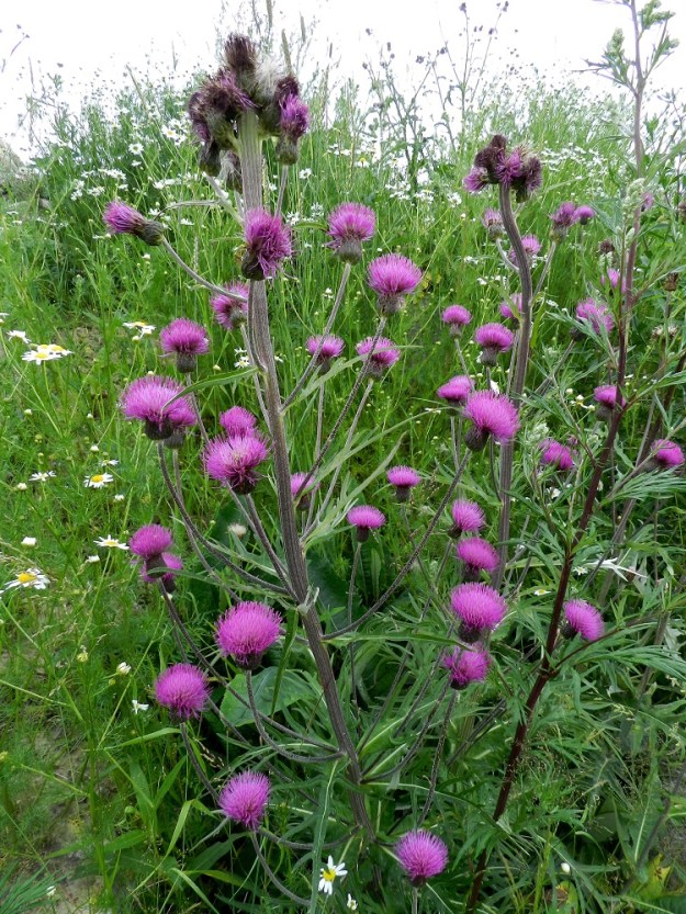 Cirsium heterophyllum x palustre - huopaohdakkeen ja suo-ohdakkeen risteymä muistuttaa mykeröiltään usein enemmän huopaohdaketta. Kuvan yksilössä ei ole siipipalteita eikä vahvapiikkisyyttä. Mykeröitä on kuitenkin ainakin 35. EH, Hämeenlinna, Majalahti, Louhoksentien varrella olevan maanläjitysalueen kaakkoispää, 8.7.2012. Copyright Hannu Kämäräinen.