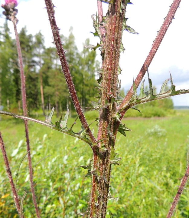 Cirsium palustre - suo-ohdakkeen varsi ja haarat ovat särmikkäät ja seittikarvaiset. Särmät ovat katkeilevasti siipipalteiset. Palteet ovat liuskaisia, hampaisia ja piikkisiä. Haaroissa palteita ja piikkejäkin on vähemmän. Kukintoalueen lehdet ovat usein vain tyviosastaan liuskaiset tai hampaiset ja piikkiset. Niiden jopa 5 cm pitkä kärkiosa on lähes tai aivan tasasoukka. EH, Vilppula, Laksinperä, Uittosalmentien laide Ukonselän ja Laksi-järven välisen Uittosalmen lähellä, 19.7.2015. Copyright Hannu Kämäräinen.