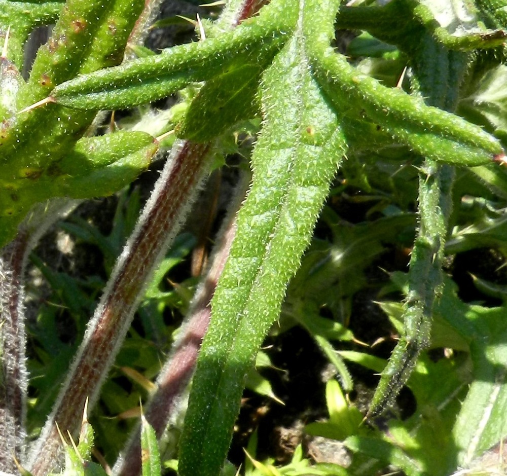 Cirsium vulgare - piikkiohdakkeen lehtien yläpinta on karvainen ja tiheään keltapiikkinen. Piikit ovat enimmillään noin 2 mm pitkät. V, Kemiönsaari, Hiittisten saaristo, Örö, saaren kaakkoisosa, Holmenin tykkipatterikallio, 14.7.2012. Copyright Hannu Kämäräinen.