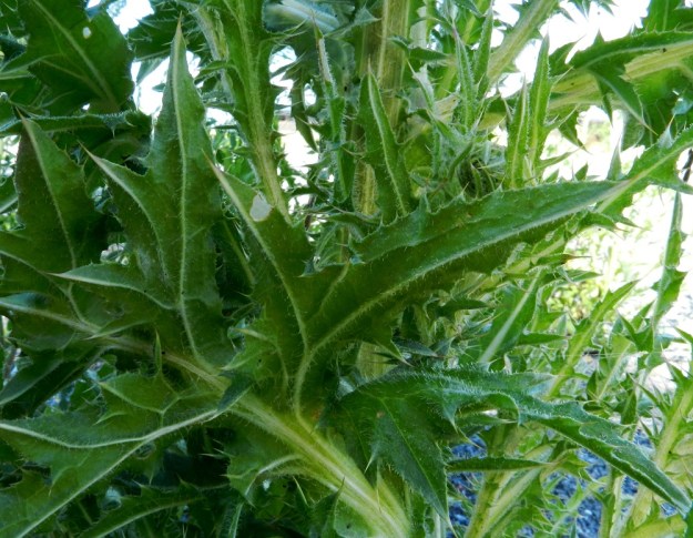 Carduus nutans - nuokkukarhiaisen lehden alapinta on toisin kuin kyläkarhiaisella, C. crispus, vihreä ja aika vähäkarvainen. Karvoitus painottuu suoniin. St, Pori, Reposaari, koillisranta, entisen satama-alueen vanha painolastikenttä, 18.7.2012. Copyright Hannu Kämäräinen.