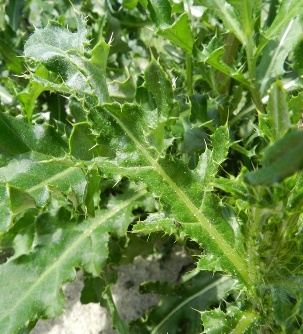 Cirsium arvense var. maritimum - poimupelto-ohdakeen (jota kuva todennäköisesti esittää) varsilehdet ovat poimuiset ja mutkalaitaiset sekä runsas-, pitkä- ja vahvapiikkiset. Piikit ovat enimmillään noin 4-5 mm pitkät. V, Kemiönsaari, Hiittisten saaristo, Örö, Balget-lahden ranta sotilaskotialueen kohdalla, 14.7.2012. Copyright Hannu Kämäräinen.
