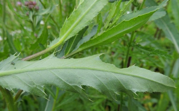 Cirsium arvense var. arvense - pelto-ohdakkeen var. rikkapelto-ohdakkeen (kuvassa) lehdet ovat alta yläpintaa vaaleammat ja kaljuhkot tai vähäkarvaiset. Suomessa hyvin harvinaisella tulokkaalla, seittipelto-ohdakkeella, var. incanum, lehtien yläpinta on selvästi karvainen ja alapinta vaalean huopakarvainen. EH, Hämeenlinna, Vuorentaka, Rääpiälä, laaja peltoaukea, Hämeen Härkätien varsi, 29.6.2013. Copyright Hannu Kämäräinen.