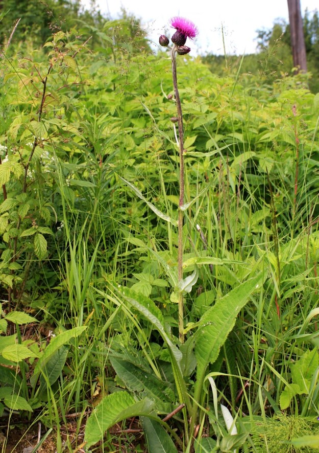 Cirsium heterophyllum - huopaohdake on monivuotinen, pysty, tanakka ja haaraton tai yläosastaan haarova sekä tavallisesti noin 50-120 cm korkea. Aluslehdet ovat ruodilliset ja useimmiten ehyet. Lapa on soikea tai kapeansoikea, yleensä pitkäsuippuisen teräväkärkinen ja kiilatyvinen sekä tavallisesti noin 15-35 cm pitkä ja leveimmältä kohtaa noin 5-15 cm leveä. Lehtiruoti on noin lavan mittainen ja siipipalteinen. Varsilehdet ovat kierteisesti. Ne ovat aluslehtien tavoin ehytlaitaiset, kuten kuvan yksilöllä tai tätä useammin alemmat varsilehdet ovat pariliuskaiset. EH, Hämeenlinna, Loimalahti Hirsimäki, Hirsimäenkadun varsi Myllyojan länsipuolella, 28.6.2008. Copyright Hannu Kämäräinen.