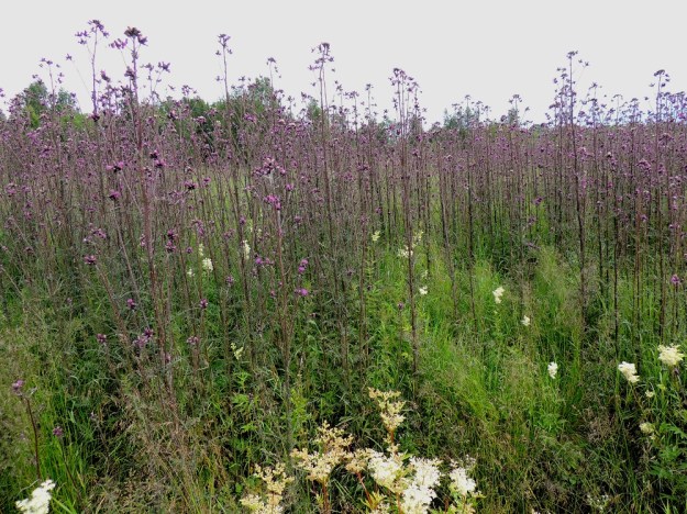 Cirsium palustre - suo-ohdake voi levittäytyä varsinkin kesantopelloille ja soistuville niityille laajoiksi ja tiheiksi kasvustoiksi. Korkeutta yksilöillä on tavallisesti noin 50-200 cm. KP, Alajärvi, Kyyjärventien (tie 16) varsi Käpyahon ja Viinamäen kylien välissä, Kanervan tilan kesantosarka, 18.7.2015. Copyright Hannu Kämäräinen.