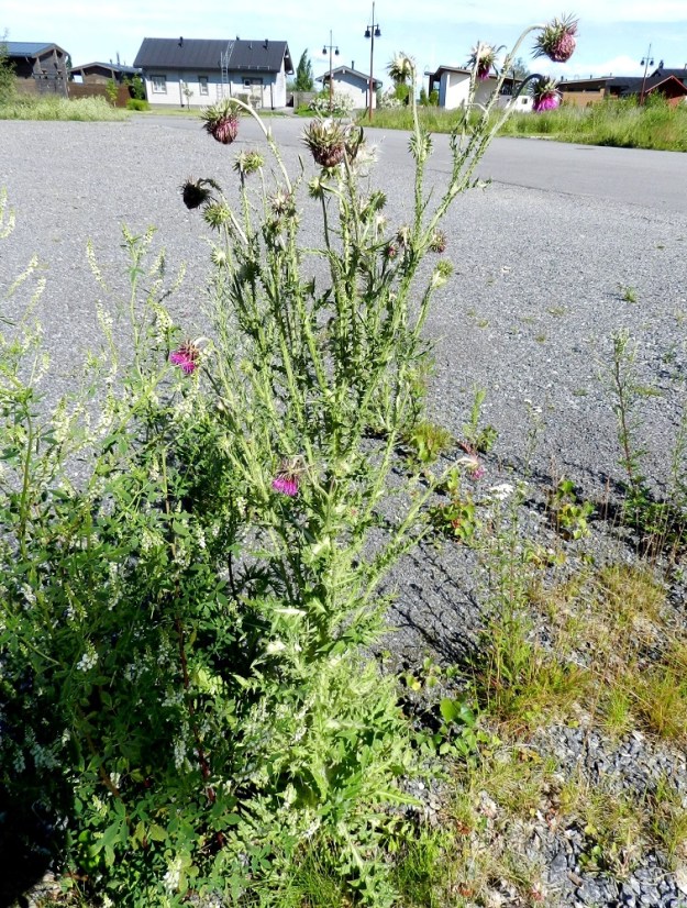 Carduus nutans - nuokkukarhiainen on pysty, roteva ja haarova sekä tavallisesti noin 40-150 cm korkea. Sen kookkaat mykeröt ovat kukintavaiheessa osin jo painonsakin vuoksi nuokkuvat. St, Pori, Reposaari, koillisranta, entisen satama-alueen vanha painolastikenttä, 18.7.2012. Copyright Hannu Kämäräinen.