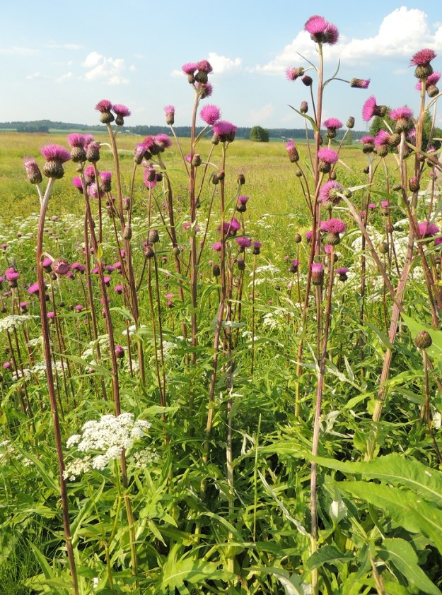 Cirsium heterophyllum - huopaohdakkeen juurakko on vaakasuoraan kasvava ja maarönsyinen. Juuriston ja rönsyjen avulla laji voi muodostaa tiheähköjä ja laajojakin kasvustoja. Kuvan monihaaraiset versotkin ovat todennäköisesti samaa yksilöä. Alemmat varsilehdet ovat, toisin kuin edellisessä kuvassa, pariliuskaiset. Varret haaroineen ovat harmaanvihreät tai punaruskehtavat. EH, Hämeenlinna, Vuorentaka, laaja peltoaukea, Hämeen Härkätien laita, 26.6.2013. Copyright Hannu Kämäräinen.