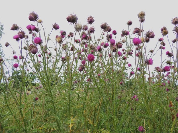 Carduus nutans - nuokkukarhiaisen varret ovat haarovia. Kukin haara päättyy vain yhteen kookkaaseen mykeröön. St, Pori, Reposaari, koillisranta, entisen satama-alueen vanha painolastikenttä, 14.7.2014. Copyright Hannu Kämäräinen.