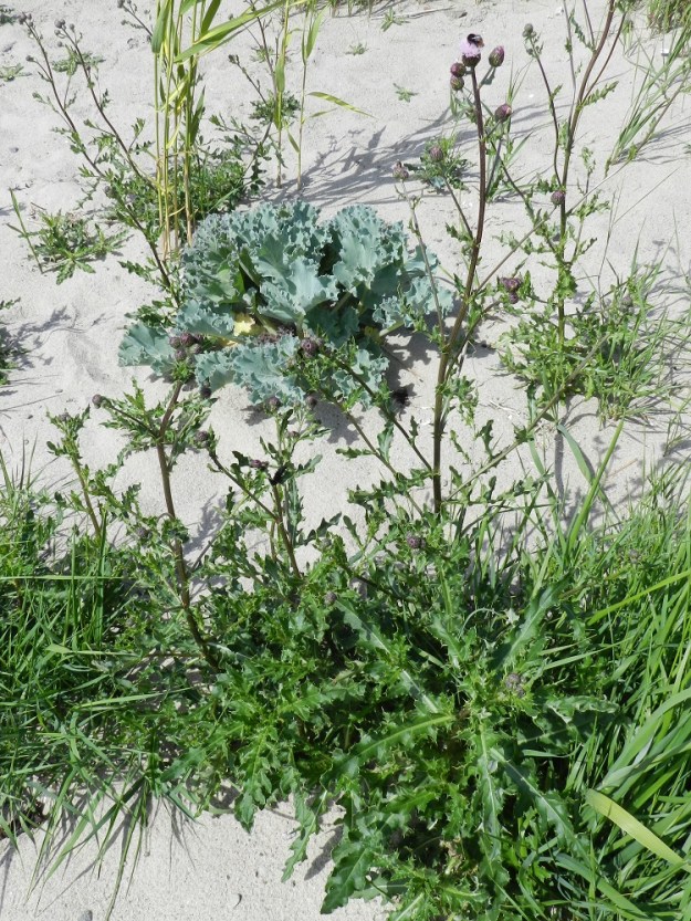 Cirsium arvense - pelto-ohdake kasvaa Suomessa myös alkuperäisenä luonnonkasvina hiekkaisilla merenrannoilla. Merenrantamuodon katsotaan kuuluvan rikkapelto-ohdakkeen nimimuunnokseen. Ainakin eteläisillä rannikkoseuduilla esiintyy myös lajin toista muunnosta, poimupelto-ohdaketta, var. maritimum, joka on alunperin purjelaivakauden painolastitulokas. Merenrannoilla muunnoksia ei aina ole helppo erottaa toisistaan. Myös nimistö aiheuttaa ikävää sekaannusta, sillä poimupelto-ohdakkeen katsottiin aikaisemmin edustavan nimimuunnosta var. arvense. Kuvassa oleva kasvusto on todennäköisesti poimupelto-ohdaketta. Kuvassa myös euroopanmerikaalin, Crambe maritima, laaja lehtiruusuke. V, Kemiönsaari, Hiittisten saaristo, Örö, Balget-lahden ranta sotilaskotialueen kohdalla, 14.7.2012. Copyright Hannu Kämäräinen.