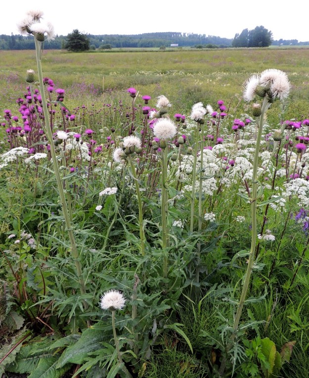 Cirsium heterophyllum - huopaohdakkeen mykerökukat ovat lähes aina punaiset. Joskus yksilöistä perinnöllisistä syistä puuttuu kokonaan punaväri ja kukat ovat aivan valkoiset. Kuvanottovuonna lähekkäisiä, valkokukkaisia versoja oli 13 ja ne olivat melkoisella varmuudella samaa, poikkeavaa yksilöä. EH, Hämeenlinna, Vuorentaka, laaja peltoaukea, Hämeen Härkätien laita, 29.6.2013. Copyright Hannu Kämäräinen.