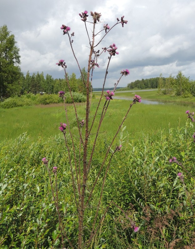 Cirsium palustre - suo-ohdakkeen kookkaammat versot voivat olla lähes koko mitaltaan runsas- ja pitkähaaraisia. Kuvan yksilölläkin haaroja on 20. EH, Vilppula, Laksinperä, Uittosalmentien laide Ukonselän ja Laksi-järven välisen Uittosalmen lähellä, 19.7.2015. Copyright Hannu Kämäräinen.
