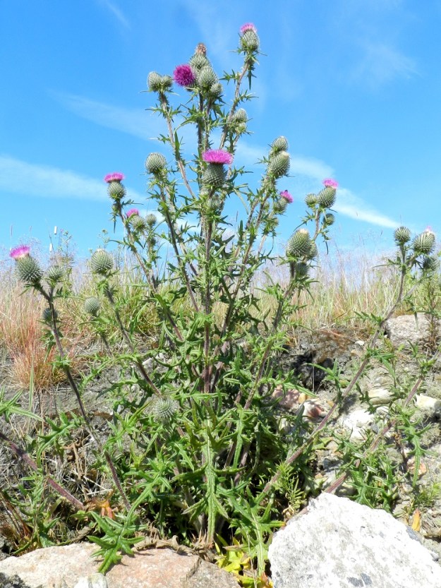 Cirsium vulgare - piikkiohdake on tanakka, pysty ja ainakin yläosastaan haarova sekä tavallisesti noin 30-120 cm korkea. Näyttävimmillään haaroittuminen alkaa jo tyveltä asti. Varsi haaroineen on harmaanvihreä tai yleisemmin punaruskea. V, Kemiönsaari, Hiittisten saaristo, Örö, saaren kaakkoisosa, Holmenin tykkipatterikallio, 14.7.2012. Copyright Hannu Kämäräinen.