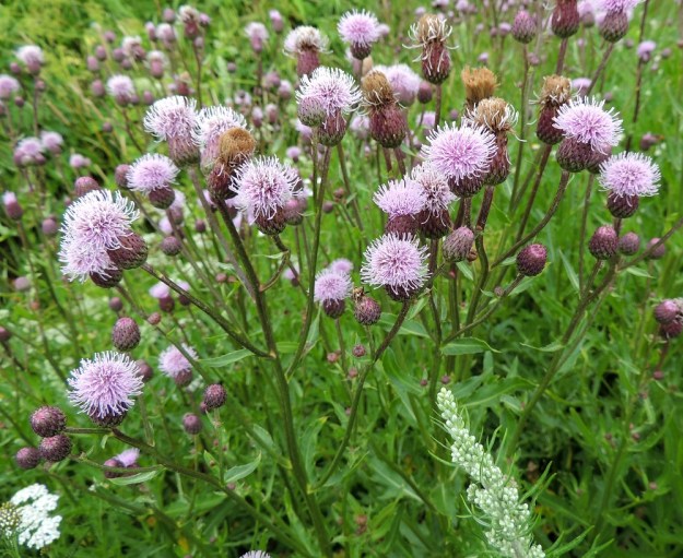 Cirsium arvense - pelto-ohdakkeen kukkamykeröt ovat varren ja haarojen kärjessä usein yksittäin ja harvemmin 2-4 mykerön ryhminä. Mykeröhaara on lehtihankainen ja tavallisesti noin 3-15 cm pitkä. Rikkapelto-ohdakkeella, var. arvense (kuvassa), kukintoalueen lehdet ovat usein ehyehköt ja vähä- sekä hentopiikkiset. EH, Hämeenlinna, Vuorentaka, Rääpiälä, laaja peltoaukea, Hämeen Härkätien varsi, 29.6.2013. Copyright Hannu Kämäräinen.