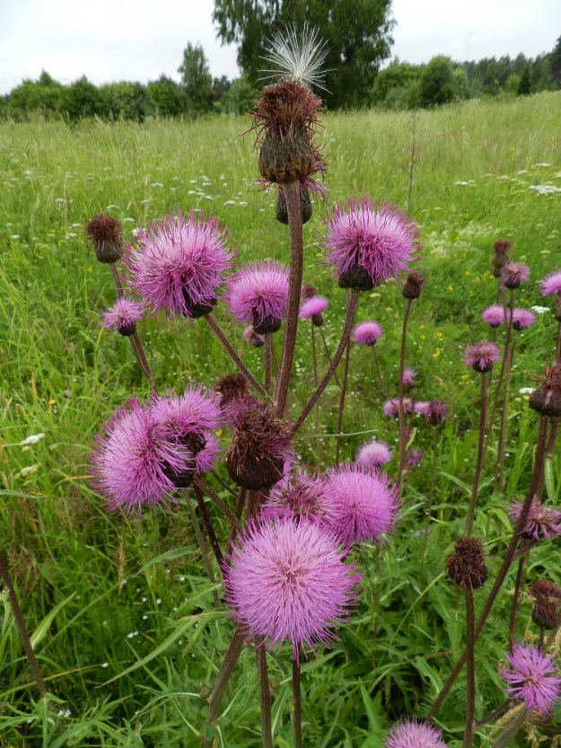 Cirsium heterophyllum - huopaohdakkeen mykeröt ovat haarojen kärjessä yksittäin. Kaikkiaan versossa on yleensä yhdestä kymmeneen mykeröä. EH, Hämeenlinna, Pullerinmäki, Viisari, Pikku-Parolantien varren niittykaista Parolantien risteyksen lähellä, 4.7.2011. Copyright Hannu Kämäräinen.