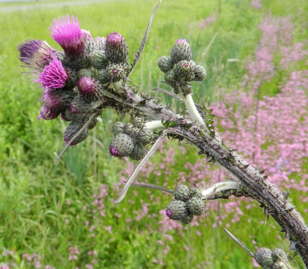Cirsium palustre - suo-ohdakkeen kukkamykeröt ovat varren ja haarojen kärkiosassa terttumaisina, monimykeröisinä ryhminä. Varren ja haarojen kärkiosa on yleensä seittikarvoituksesta harmaa ja vaihtelevasti siipipalteinen ja piikkinen. Aika usein ylimmät kukintohaarat ovat myös siipipalteettomia ja piikittömiä. EH, Hämeenlinna, Pullerinmäki, Tiiriö, Pitkätanhuankadun vetisen laitaojan varsi, 16.6.2012. Copyright Hannu Kämäräinen.