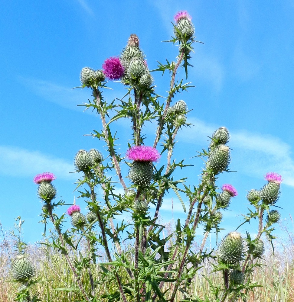 Cirsium vulgare - piikkiohdakkeen kukkamykeröt ovat varren ja haarojen kärjessä yksittäin tai muutaman mykerön ryhmissä. Lehdet ovat varsissa ja haaroissa kierteisesti. Ne ovat ruodittomat ja pariliuskaiset. V, Kemiönsaari, Hiittisten saaristo, Örö, saaren kaakkoisosa, Holmenin tykkipatterikallio, 14.7.2012. Copyright Hannu Kämäräinen.