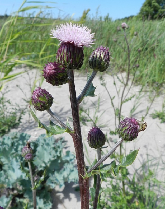 Cirsium arvense var. maritimum - poimupelto-ohdakeen (jota kuva todennäköisesti esittää) ylimmätkin lehdet ovat poimuiset ja isohampaiset sekä pitkä- ja vahvapiikkiset. V, Kemiönsaari, Hiittisten saaristo, Örö, Balget-lahden ranta sotilaskotialueen kohdalla, 14.7.2012. Copyright Hannu Kämäräinen.