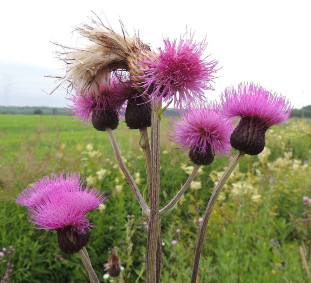 Cirsium heterophyllum - huopaohdakkeen varsi haaroineen on liereä ja uurteinen sekä lähinnä seittikarvainen. Siipipalteita tai piikkejä ei ole. Mykeröhaarat tai -perät ovat tavallisesti noin 1-20 cm pitkiä. Tiiviisti suomujen peittämä mykerökehto on usein vihreänruskea tai kuvan yksilön tavoin tumman punaruskea. EH, Hämeenlinna, Vuorentaka, laaja peltoaukea, Hämeen Härkätien laita, 29.6.2013. Copyright Hannu Kämäräinen.