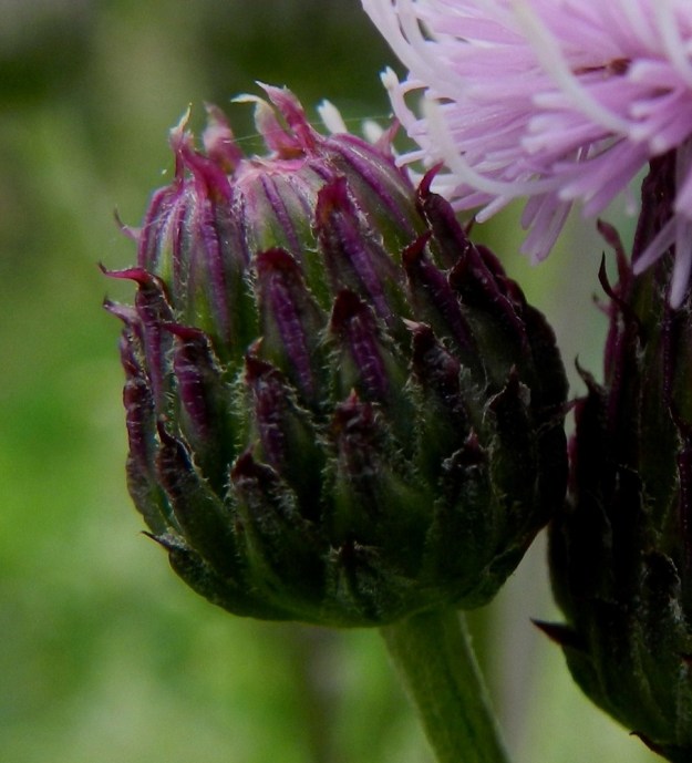 Cirsium arvense - pelto-ohdakkeen (kuvassa rikkapelto-ohdake var. arvense) kehto on hieman seittikarvainen tai seittikarvaton. Kehtosuomut ovat pystyt ja ulommat niistä ovat lähinnä kapean kolmiomaiset, hennohkon kärkipiikkiset ja ainakin reunoiltaan tiheäkarvaiset. Ne ovat tavallisesti noin 3-10 mm pitkät. Lyhimmät suomut ovat uloimpana kehdon tyvellä. Sisimmät suomukerrokset ovat lähes tasasoukat ja kärkiosastaan taipuisat, teräväkärkiset ja noin 10-20 mm pitkät. EH, Hämeenlinna, Pullerinmäki, Mäkelä, teollisuusalue, Pietiläntien varren joutomaa-alue, 4.7.2011. Copyright Hannu Kämäräinen.